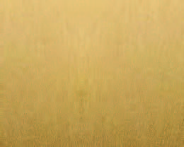 Brushed Brass