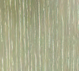 Fog Oak