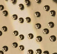 Polished Gold Ostrich Metal