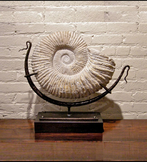 Ammonite