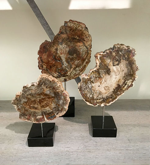 Petrified Wood