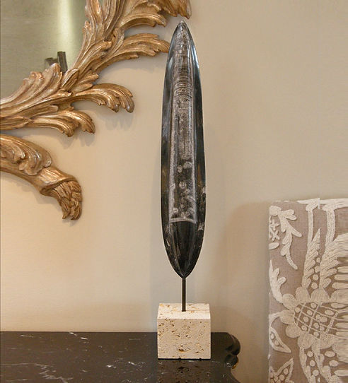 Orthoceras Fossil