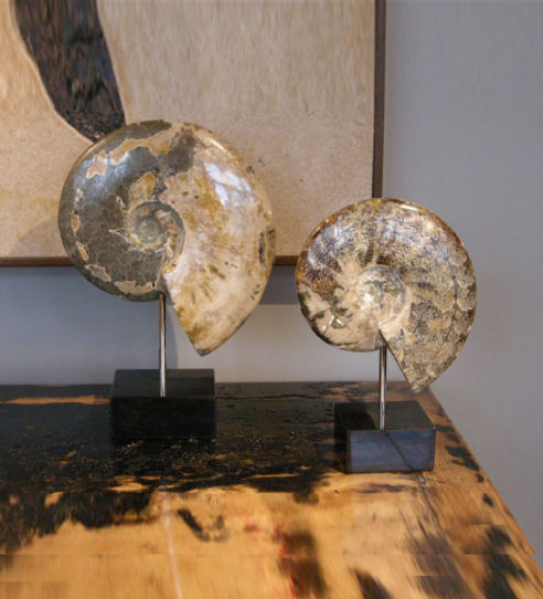 Set of 2 Ammonites