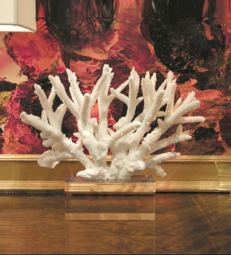 Pacific Elkhorn Coral
