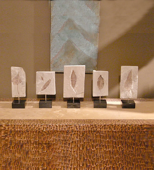Leaf Fossils