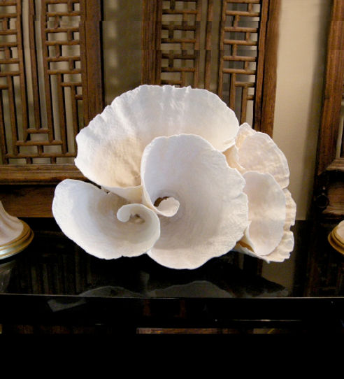 Cup Coral
