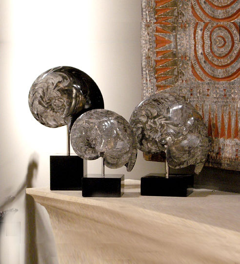Ammonite