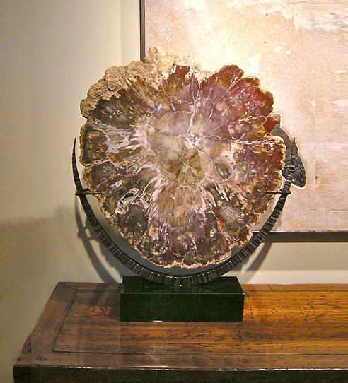 Petrified Wood